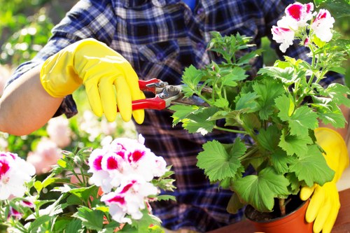 The image shows a gardener wearing a blue checkered shirt and bright yellow gardening gloves, actively trimming a lush potted geranium plant with white and pink flowers. The plant is situated on a wooden outdoor surface, set against a backdrop of green foliage, indicating a well-maintained garden space. The scene captures a sunny day with natural light illuminating the vibrant green leaves and colorful flowers, emphasizing healthy growth and careful gardening practices. This setting reflects a professional approach to garden maintenance, including pruning and plant care, which are essential aspects of sustainable landscaping. The garden element composition includes surrounding plant life and natural wooden features, showcasing orderly arrangement and healthy plant vitality typical of high-quality gardening services, such as those offered by Landscapers Notting Hill, especially within the local area of Notting Hill, London. The image highlights attention to detail, plant health, and outdoor care suitable for residential gardens seeking sustainable and environmentally friendly landscaping solutions.