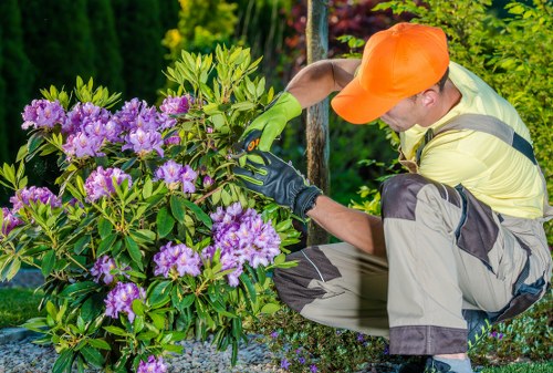 A gardener wearing an orange cap, yellow t-shirt, and green gloves is kneeling on a gravel pathway in a lush, well-maintained garden in Notting Hill, engaged in pruning a large flowering shrub with vibrant purple blooms and dense green foliage. Behind the shrub, a mature hedge and various trees create a natural background, with sunlight casting soft light over the scene. The garden features a combination of flower beds, soil, and decorative plants, demonstrating careful outdoor maintenance typical of professional landscaping services. The scene reflects a tidy, organized outdoor space with a focus on plant health and aesthetic appeal, aligning with gardening and landscaping expertise provided by companies such as Landscapers Notting Hill.