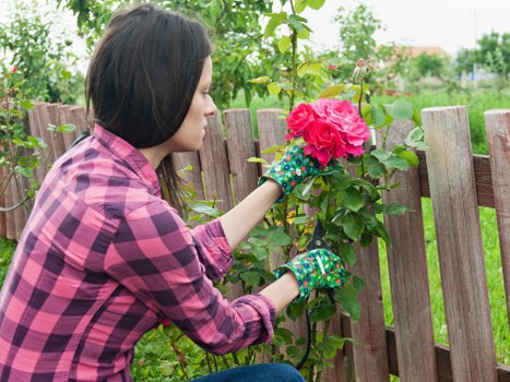 A person wearing a pink and purple plaid shirt and colorful gardening gloves is pruning a flowering shrub with bright pink blooms in a backyard garden. The garden features a wooden fence in the background, along with green leafy plants and trees, suggesting a well-maintained outdoor space suitable for gardening services in Notting Hill. The scene is lit by natural daylight, with slightly overcast weather that creates a soft, even light. The lawn area in front appears lush and green, bordered by flower beds or plant borders, indicating careful landscaping. The person is focused on trimming or maintaining the shrub, demonstrating active gardening work typical of landscape gardeners in the London area. Overall, the image conveys a tidy, cultivated garden environment ideal for professional lawn care, hedge trimming, and planting services offered by companies like landscapersnottinghill.co.uk, situated in the Notting Hill postcode area.