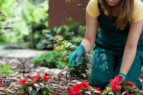 A gardener in a yellow top and teal apron is kneeling on a garden bed in a residential outdoor space, planting or tending to vibrant red flowering plants with glossy green leaves. The garden features a neatly maintained lawn with dense, dark green grass and a variety of shrubs and flowering plants arranged along a curved border. In the background, there are lush bushes and small trees, contributing to a richly landscaped garden environment typical of Notting Hill properties. The soil appears well-tilled and moist, indicating recent planting activity, while sunlight filters through the foliage, casting soft natural light across the scene. This setting highlights outdoor gardening activities that a professional landscaping or gardening service like Landscapers Notting Hill might undertake to enhance the beauty and health of a typical London garden, combining ornamental planting with lawn care and overall landscape maintenance.