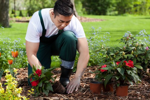 A gardener wearing a white t-shirt and green overalls is kneeling on a mulch-covered garden bed, carefully tending to potted red poinsettia plants and other flowering shrubs. The garden features a neatly maintained grassy lawn in the background, with numerous small blue flowers scattered across the ground. Behind the lawn, there are mature trees and a hedge, providing a lush green backdrop. The scene is outdoors on a bright, possibly sunny day, with natural light illuminating the vibrant plant colours and the gardener's focused activity. The garden appears well-kept, with a mix of ornamental plants and a tidy layout, exhibiting typical features of a landscaped outdoor space that landscaping services like Landscapers Notting Hill might care for, especially in a residential area of Notting Hill, London.