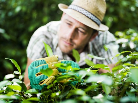 A man wearing a straw hat and green gardening gloves is carefully trimming or inspecting a lush, green hedge with small, dense leaves in a well-maintained garden. The hedge is positioned in the foreground, with the trimming action focused around the middle section of the shrub. Behind the hedge, there are taller trees and additional greenery, suggesting a landscaped outdoor space typical of a residential garden in Notting Hill. The garden features a variety of plant textures and shades of green, with some natural soil visible at the base of the hedge. The lighting indicates a bright, possibly partly sunny day, casting gentle shadows across the garden. This scene reflects professional gardening and hedge maintenance services that could be offered by Landscapers Notting Hill, highlighting attention to detail in garden landscaping and outdoor upkeep in the local area.