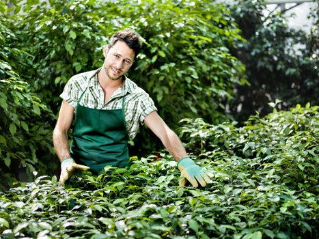 A smiling male gardener wearing a green apron and gloves tending to a lush, well-maintained garden with dense green foliage, low-growing shrubs, and leafy plants. The garden features a mix of natural terrain and cultivated areas, with visible soil patches and a variety of green tones from different plant species. The background includes taller trees and a partly cloudy sky, suggesting an outdoor environment in a residential garden in Notting Hill, London. The scene is well-lit by natural daylight, highlighting the vibrant greenery and the gardener's engagement with his planting duties, reflecting professional gardening services offered by Landscapers Notting Hill.