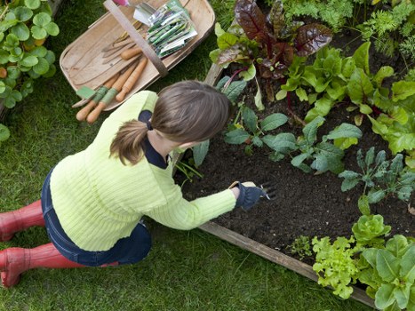 A gardener wearing a yellow-green sweater, blue jeans, and red boots is kneeling on a grassy lawn, planting or tending to a rectangular flower bed edged with wooden planks in an outdoor garden. The flower bed contains dark, freshly turned soil and a variety of leafy green plants, some with reddish-purple foliage, arranged in groups along the bed’s length. Nearby, there is a wooden tray holding garden tools and planting supplies, resting on the grass. The garden surroundings include lush green grass and other plants, suggesting a well-maintained outdoor space typical of residential gardens in Notting Hill. The weather appears mild with natural daylight illuminating the scene, indicating regular outdoor gardening activities supported by professional landscapers like Landscapers Notting Hill.