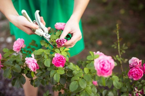 The image depicts a gardener in a green apron trimming a flowering rose bush in a well-maintained garden, with vibrant pink roses and lush green foliage arranged along a garden bed. The gardener uses a pair of pruning shears to carefully prune the branches, focusing on maintaining the healthy structure of the rose bush. In the background, there are other plants and the soil bed, which appears moist and well-tended, indicating regular garden maintenance typical of outdoor garden spaces in Notting Hill. The scene is brightly lit by natural daylight, suggesting a clear and mild weather day, suitable for outdoor gardening activities. This setup exemplifies professional gardening practices centered around flower bed upkeep and shrub pruning, consistent with services offered by Landscapers Notting Hill in enhancing garden aesthetics and health within the local area.